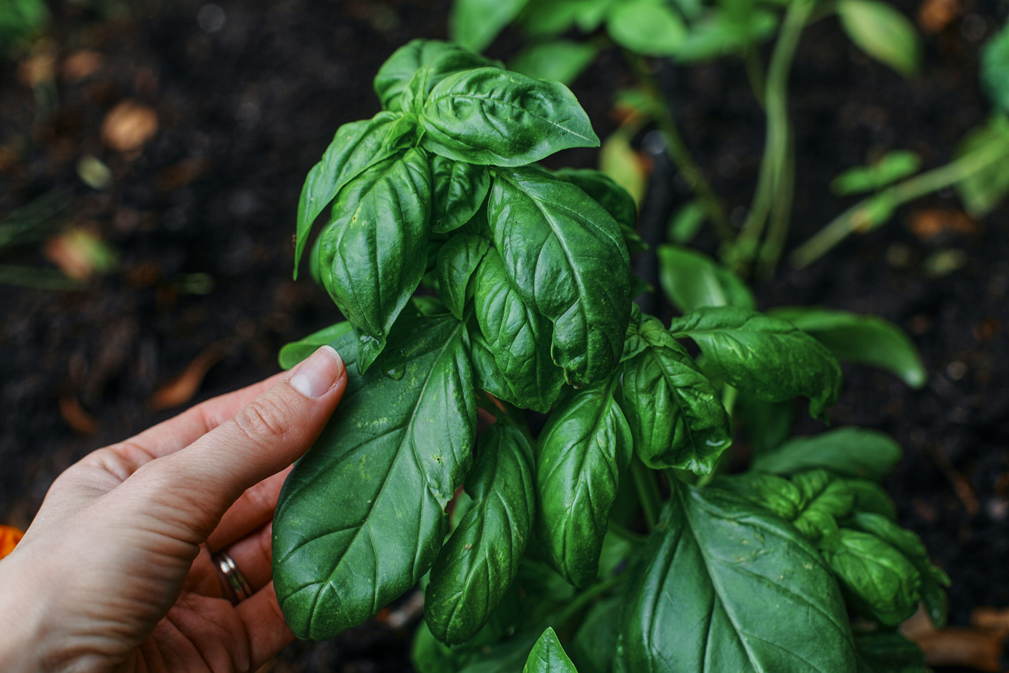 Lemon chicken florentine meatballs with couscous 14 fresh basil from the garden